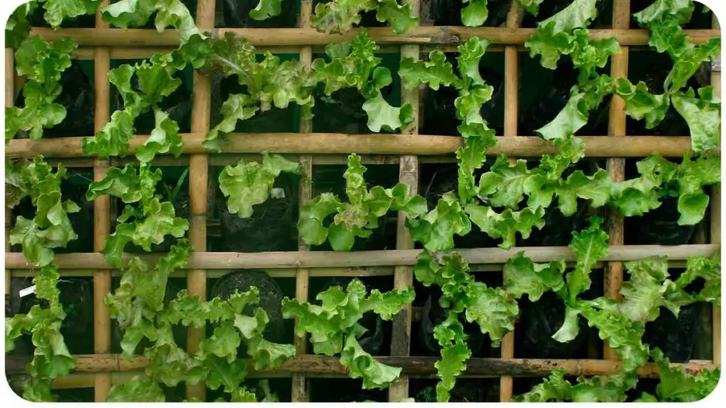 lettuce plants growing in a bamboo fence