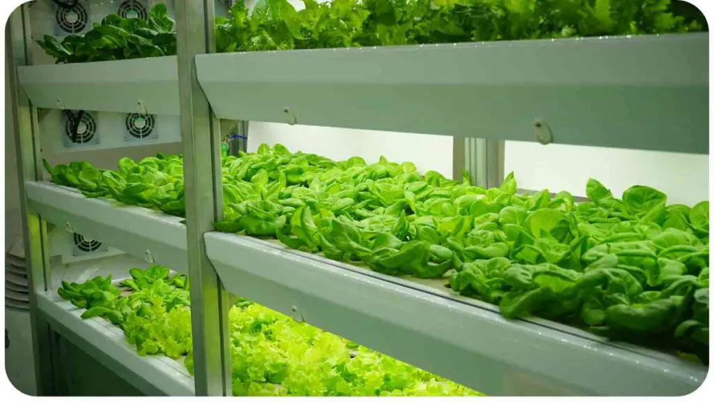 a row of lettuce is growing in an indoor hydroponic farm